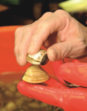 食材挑選、西班牙廚師、香料